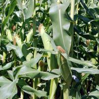Sweet Corn Processor Seed Galaxy Ears in Field Pacific Northwest Crookham Company Seed