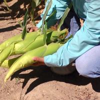 Galaxy in the Pacific Northwest Sweet Corn Processor Seed  Crookham Seed