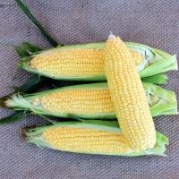 Sweet Corn Processor Seed Galaxy in Australia Crookham Seed
