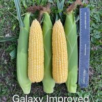 Sweet Corn Processor Seed Galaxy Ears in Field Australia Crookham Company Seed