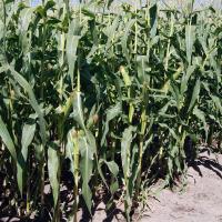  Plant Pacific Northwest Crookham Company Seed Galaxy Sweet Corn Processor Seed