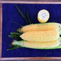 Galaxy in Australia Sweet Corn Processor Seed  Crookham Seed