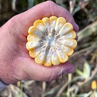 Grampian Sweet Corn Processor Seed Crookham Company Cross Section of Ear Hand Held New York