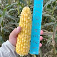 Grampian Measurement of Ear Hand Held New York Sweet Corn Processor Seed Crookham Company 
