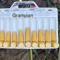 Grampian Cross section of Ears on Measuring Tray in Field in the Pacific Northwest Sweet Corn Processor Seed Crookham Company 