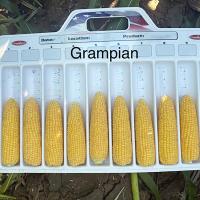 Grampian Ears on Measuring Tray in Field  in the Pacific Northwest Sweet Corn Processor Seed Crookham Company 