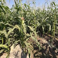 Grampian Plant in Field PNW Crookham Sweet Corn Processor Seed