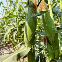 Grampian Sweet Corn Processor Seed Crookham Company Ear on Plant in Field