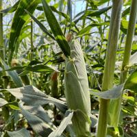 Grampian Ear on Plant in Field PNW Crookham Sweet Corn Processor Seed