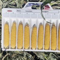 Crookham Sweet Corn Seed Grenadier Ears on Data Tray PNW 