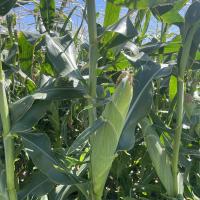 Crookham Sweet Corn Seed Grenadier Ears on Plant Pacific Northwest 