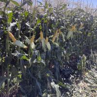 Grenadier Sweet Corn Processor Ears on Plants Harvest  in the Pacific Northwest 