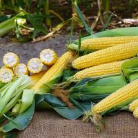 GrenadierCrookham Sweet Corn Processor Seed Multiple Ears in Field