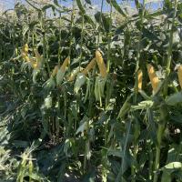 Crookham Sweet Corn Seed Grenadier Ears on Plants during harvest PNW 