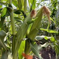 Imperator  Ears in Field Crookham Company Sweet Corn Processor Seed