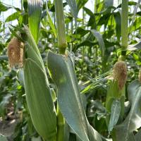 Imperator  Ears in Field Crookham Company Sweet Corn Processor Seed