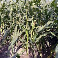 Imperator  Plant in Field Crookham Company Sweet Corn Processor Seed
