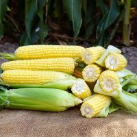 Imperator  Ears in Field Crookham Company Sweet Corn Processor Seed