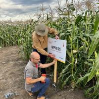 Impress Hungary Sweet Corn Processor Seed  Processor Trials Crookham Company