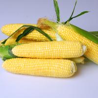 Prelude Sweet Crookham Company Corn Processor Seed Crookham Company ears on table