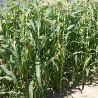 Prelude Crookham Company Sweet Corn Processor Seed  ears on plant in field