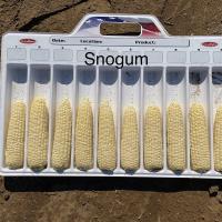 Snogum Sweet Pacific Northwest stack ears in measuring tray Sweet Corn Processor Seed Crookham Company