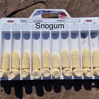 Snogum Sweet Pacific Northwest stack ears in measuring tray Sweet Corn Processor Seed Crookham Company