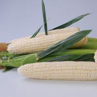 Snogum Crookham Company Sweet Corn Processor Seed stack ears of corn on table 
