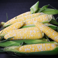 sh2i Nirvana Series Solstice Sweet Corn Seed Crookham Company