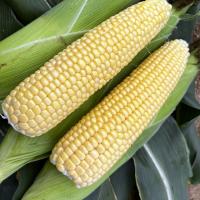 Ears in Field Australia ZHY5022OD  Sweet Corn Processor Seed Crookham Company
