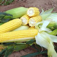 Sweet Corn Processor Seed ZHY5022OD Ears in Field Crookham Company