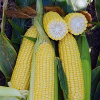 Fortitude Sweet Corn Processor Crookham Seed Company