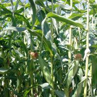 Prelude Crookham Company Sweet Corn Processor Seed Crookham Company ears on plant in field