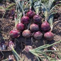 Red Long Day Onion Tantrum 14-1265 Crookham Company Seed