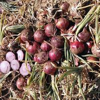 Red Long Day Onion Tantrum 14-1265 Crookham Company Seed