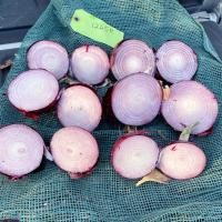 Red Long Day Onion Tantrum 14-1265 Crookham Company Seed