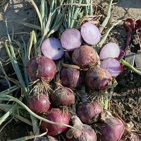 Red Long Day Onion Tantrum 14-1265 Crookham Company Seed