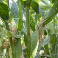 Crookham Company Fresh Market Sweet Corn 15-1005i sh2i