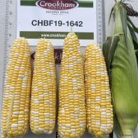 Wisconsin 19-1642 Dash Crookham Sweet Corn Seed