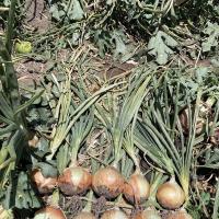Delightful OIYS15-0092 California 2025 Intermediate Onion Crookham Seed