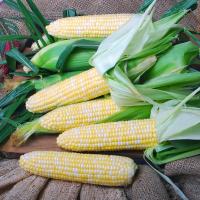 Nirvana Table Top Crookham Company Sweet Corn Seed