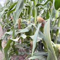 15-990_1 Sugar Start Crookham Sweet Corn Seed Ears in Field