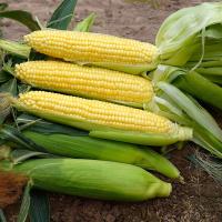 15-990_1 Sugar Start Crookham Sweet Corn Seed