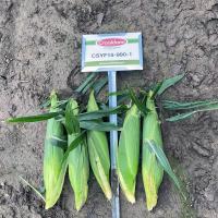 New York Sugar Start 2024 15-990_1 Crookham Sweet Corn Seed Ears in Field