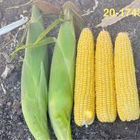 Chile 20-1743 Sumo Crookham Sweet Corn Seed