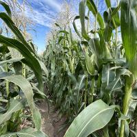 20-1743 Sumo Crookham Sweet Corn Seed