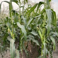 20-1743 Sumo Crookham Sweet Corn Seed