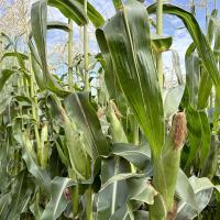 20-1743 Sumo Crookham Sweet Corn Seed