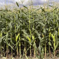 Australia_CSAYF16-1019 Forerunner Crookham Sweet Corn Seed