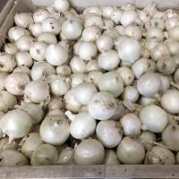 Short Day New Mexico White Castle Crookham Onion Seed